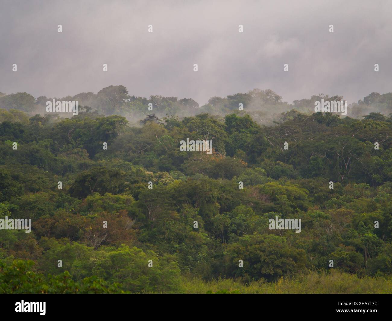 Amazonas Dschungel - die grüne Lunge der Welt. Brasilien. Peru. Kolumbien, Amazonien. Südamerika. Stockfoto