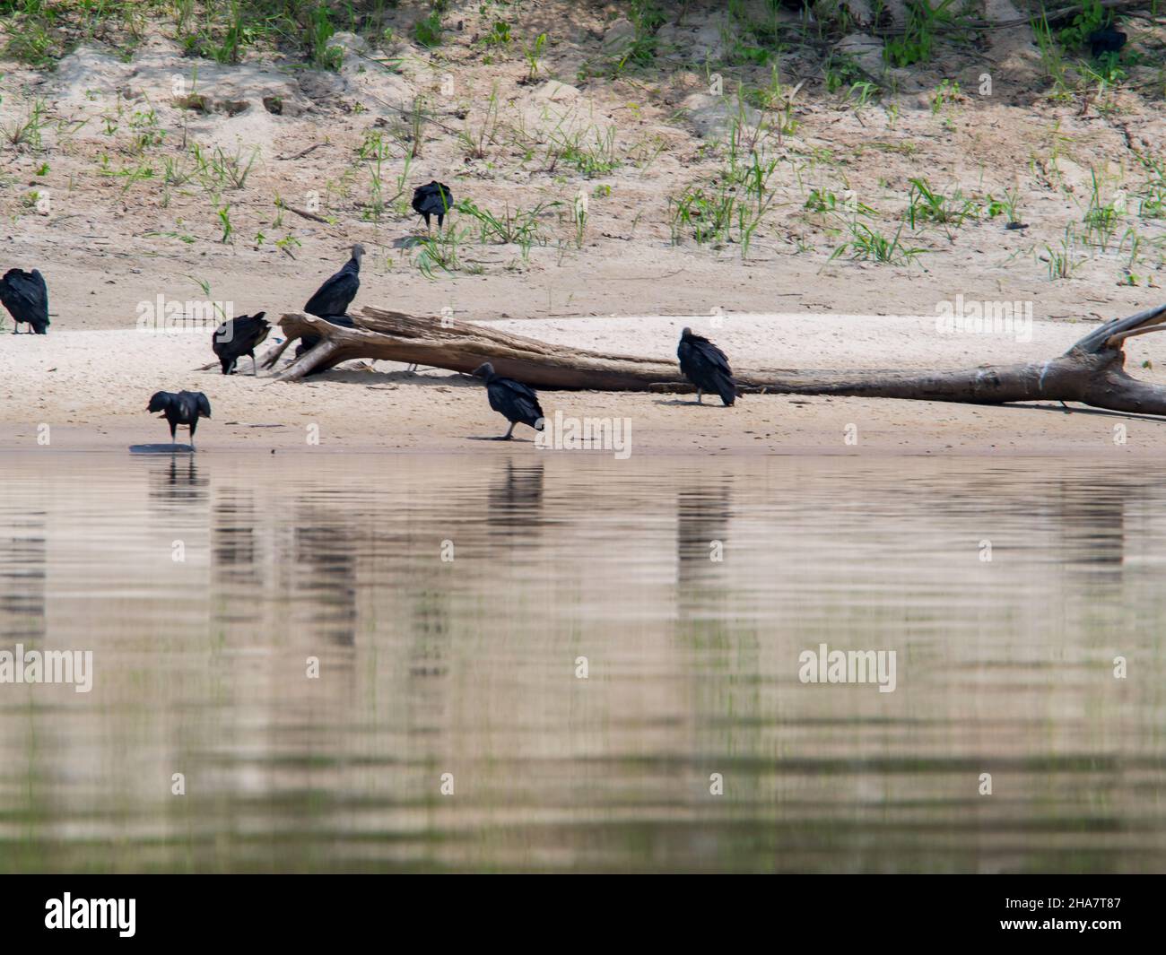 Geier am Ufer des Amazonas, der grünen Hölle des Amazonas. Selva an der Grenze zu Brasilien und Peru. Javari River Valley. Südamerika. Stockfoto