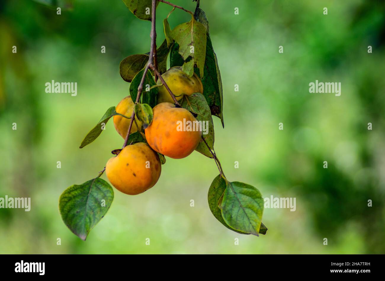 Frucht auf dem Ast, reife Frucht auf dem Baum Stockfoto