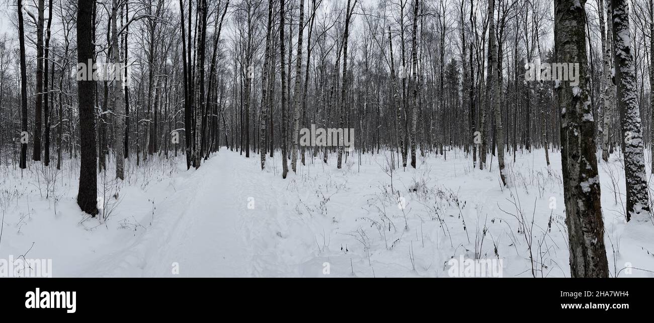 Panoramabild von schneebedeckten leeren Wäldern, schwarzen und weißen Birkenstämmen und anderen Bäumen, niemand im Park, Ruhe und Frieden Stockfoto