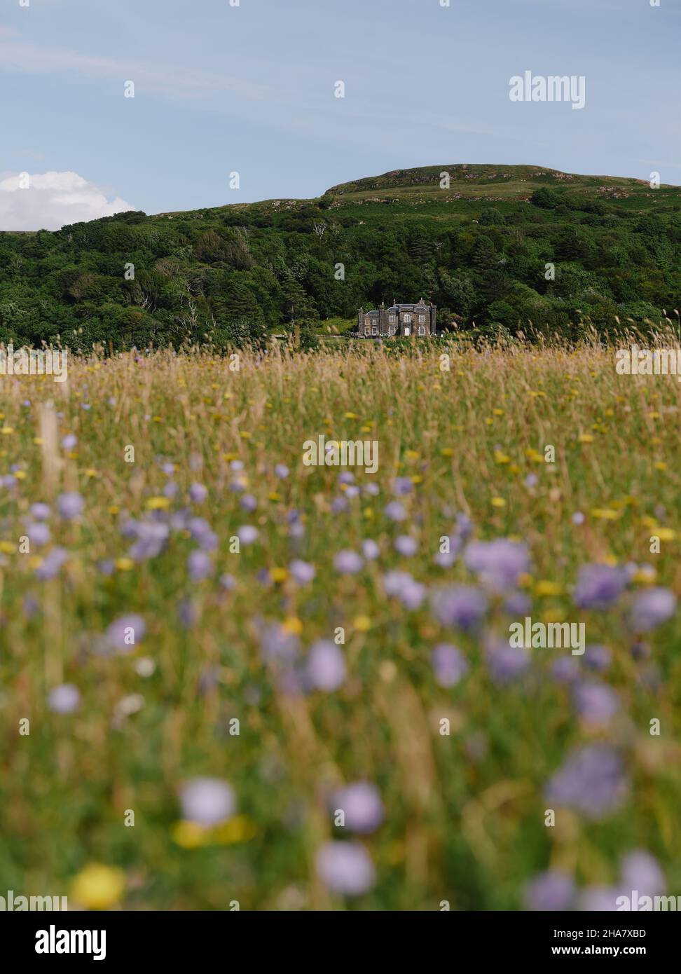 Der Sommer Machair Blumen und Grünland auf der Isle of Mull, Inner Hebrides, Schottland Großbritannien - Sommer schottische Lodge Haus Grasland Landschaft Stockfoto