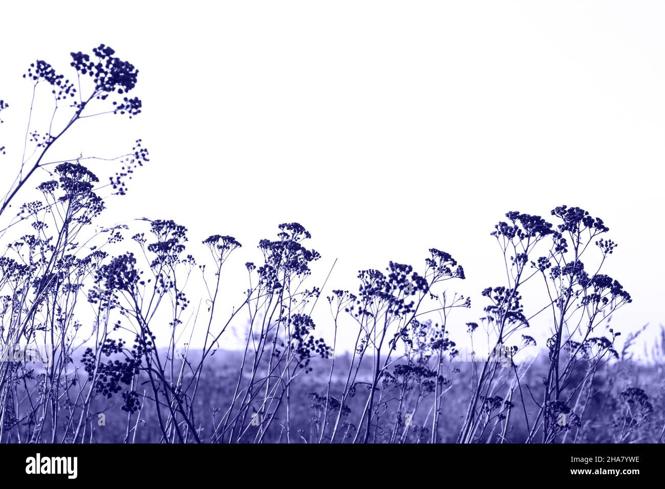 Hohes trockenes Unkraut. Makro-Shoot von trockenen Pflanzen im Wald. Getrocknete Wildkarottenblüten, Daucus carota, zusammen mit getrocknetem Gras und beigefarbenen Stacheletts. Stockfoto