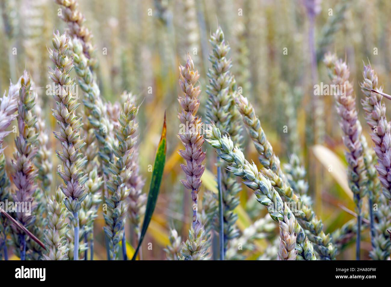 Fusarium-Ohrbrand, Fusarium-Kopfbrand, FHB oder Schorf, ist eine Pilzerkrankung von Getreide: Weizen, Gerste, Hafer, Roggen und Triticale. Stockfoto