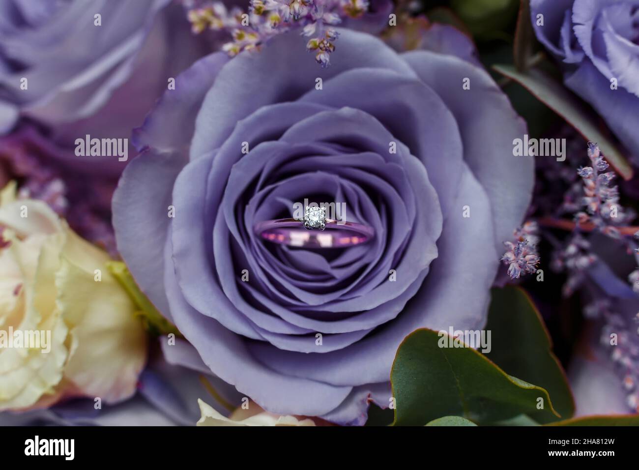 Goldring mit Edelstein unter den Blütenblättern der sehr perifarbenen Rose. Trendige Farbe des Jahres 2022 in der Hochzeit. Projekt- oder Angebotskonzept. Stockfoto