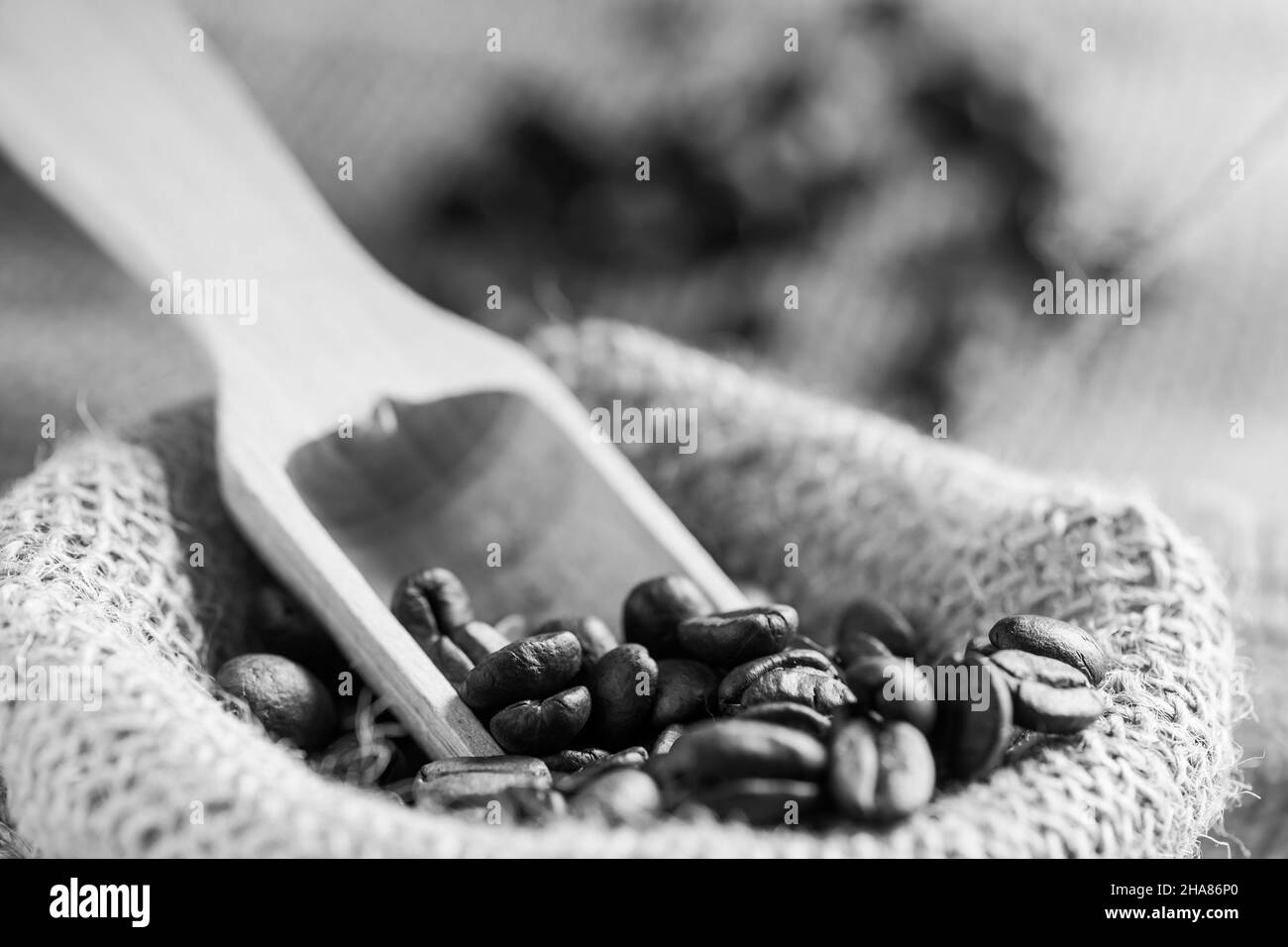 Nahaufnahme von gerösteten Kaffeebohnen mit Holzlöffel aus einem Sacklöffel monochrom. Stockfoto