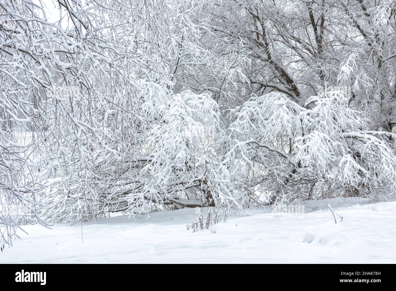 Winter Waldlandschaft, verschneiten Park für Hintergrund. Landschaftlich schöner Blick auf Bäume unter Schnee. Konzept der saisonalen Wetter, Frost, Sibirien, Prognose, schön Stockfoto