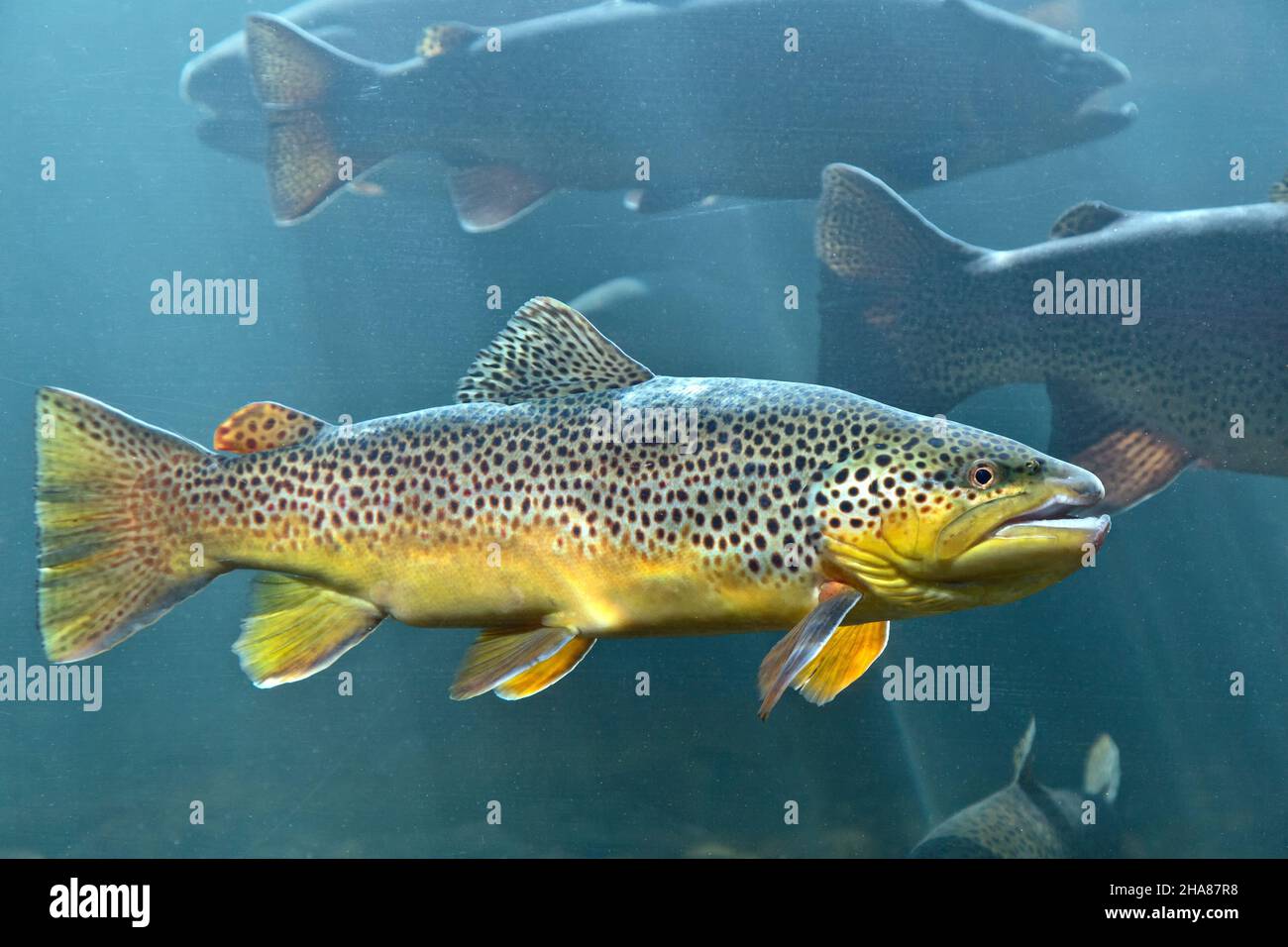 Braune Forelle 'Salmo trutta', Schäferhund der Fischzucht der Hügel, Schutzzentrum. Stockfoto