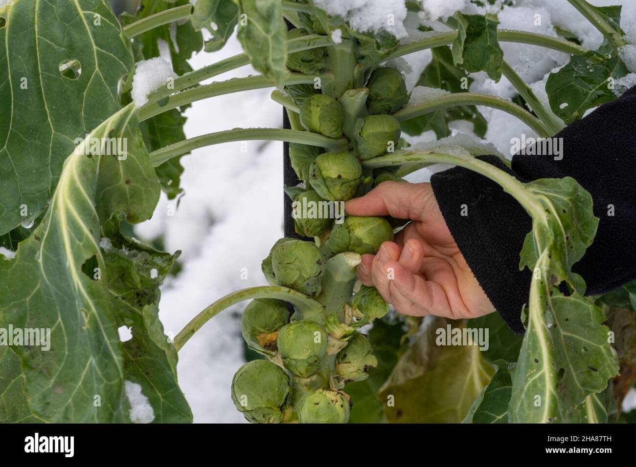 Gärtner erntet Rosenkohl, auf der Pflanze ist Schnee Stockfoto