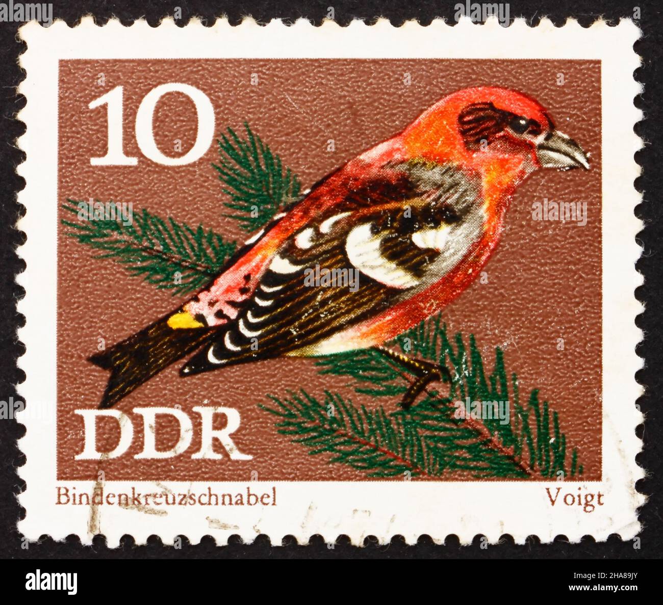 DDR - UM 1971: Eine in der DDR gedruckte Briefmarke zeigt Weißflügelkreuzschnabel, Loxia Leucoptera, Singvögel, um 1971 Stockfoto