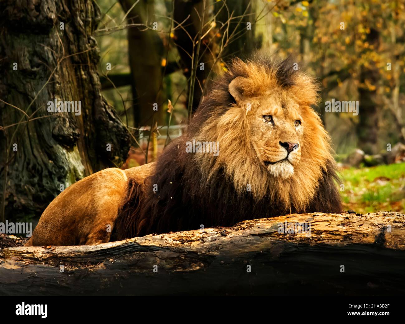 Lion, Panthera Leo Stockfoto