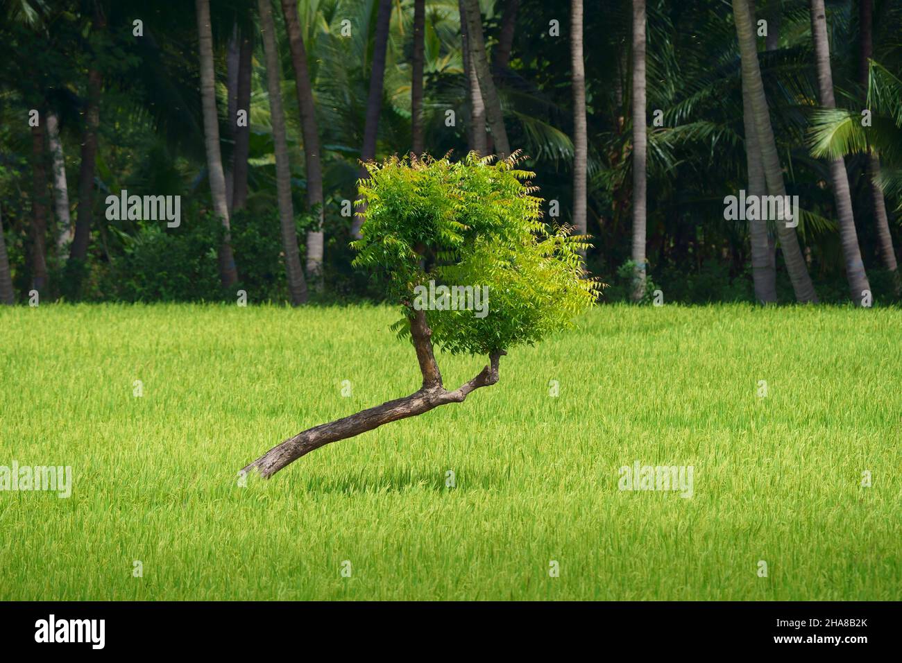 Ein einbunter Abschlag inmitten eines grünen Reisfeldes Stockfoto