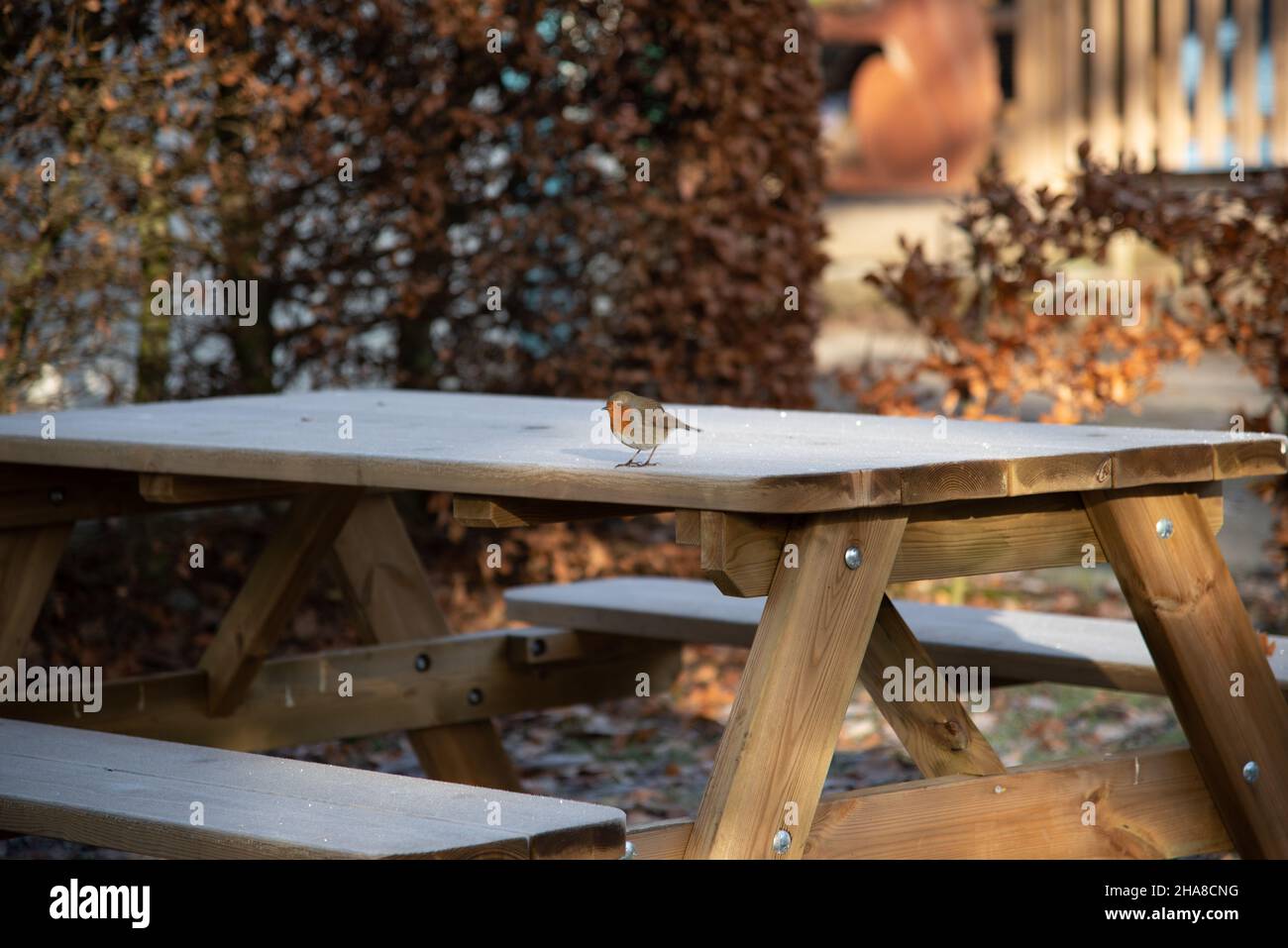 Robin auf der frostbedeckten Bank im Killiecrankie Visitor Center Stockfoto