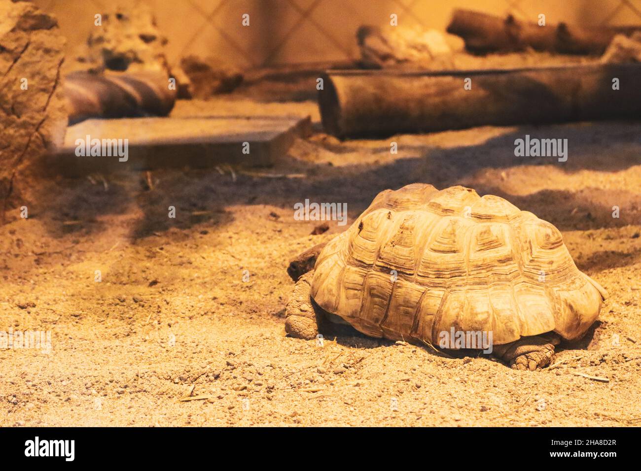 Eine riesige Schildkröte von aldabra, die im Sand sitzt Stockfoto