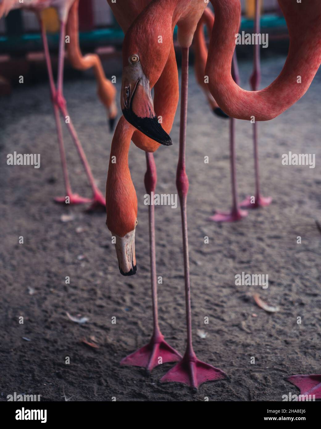 Standing Flamingos auf der Hobby Farm in Kolumbien, Südamerika Stockfoto