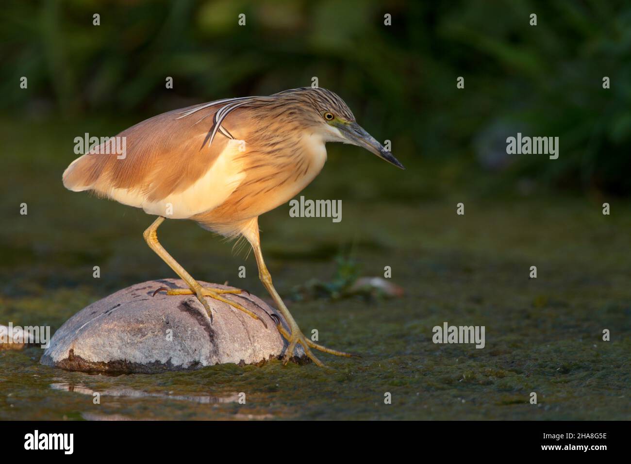 Ein erwachsener Squacco-Reiher (Ardeola ralloides), der im Frühjahr auf der griechischen Insel Lesvos im Gefieder züchtet Stockfoto