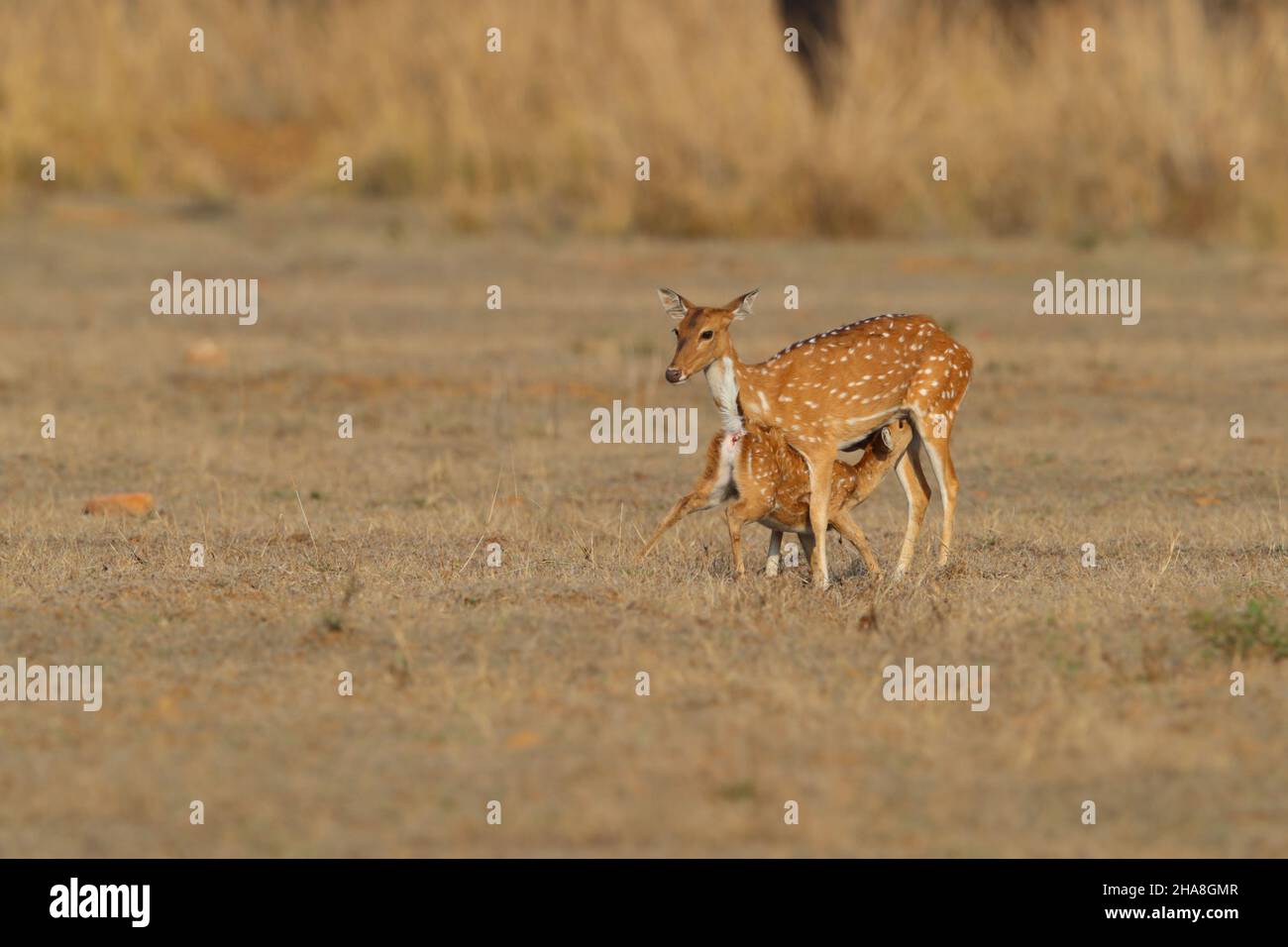 Ein Hirsch oder Chital (Achsenachse) füttert ihr Rehkitz im Tadoba-Andhari Tiger Reserve, Maharashtra, Indien Stockfoto