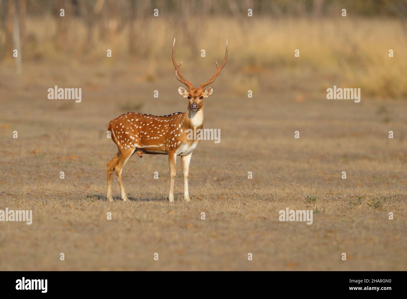 Ein Hirsch oder Hirsch (Achsenachse) im Tadoba-Andhari-Tiger-Reservat, Maharashtra, Indien Stockfoto