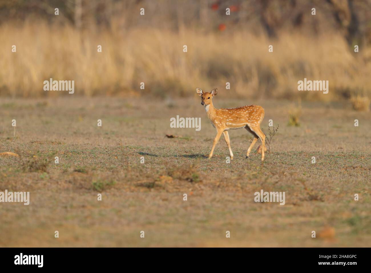 Gefleckte Hirsche oder Chital-Rehkitz (Achsenachse) im Tadoba-Andhari Tiger Reserve, Maharashtra, Indien Stockfoto