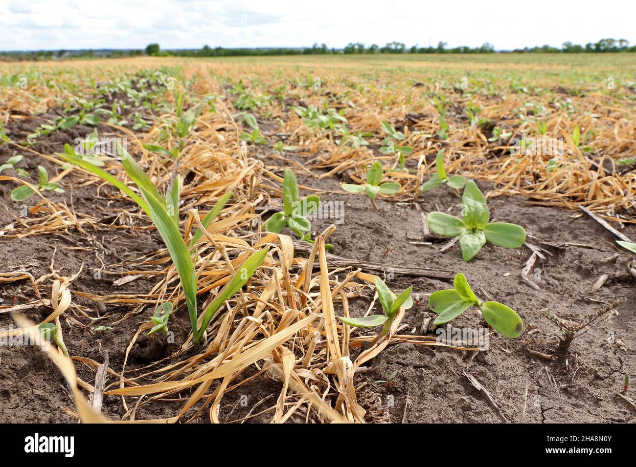 Weizensprossen starben nach einer Dürre. Wenig Feuchtigkeit im Boden. Stockfoto