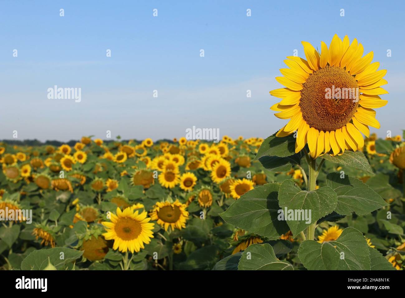 Sonnenblume gegen den blauen Himmel und Sonnenblumenfeld. Selektiver Fokus. Stockfoto