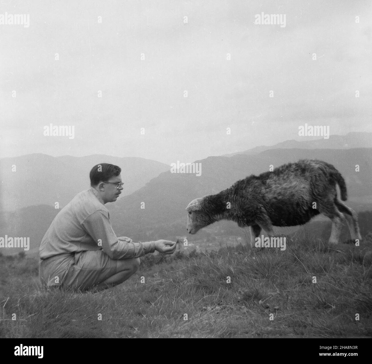 1958, historisch, ein erwachsener Mann, der durch die Seen spazierend unterwegs war, einem Schaf hoch oben auf einem Hügel im Lake Distrcit, Cumbria, England, Großbritannien, Gras fütterte. Stockfoto