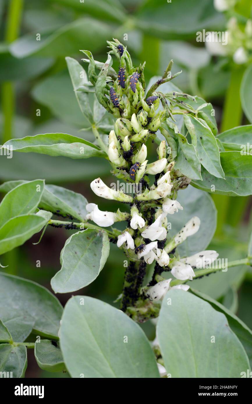 Die schwarzen Bohnenaphiden, Aphisfabae, auf Faba-Bohnenpflanzen und ihrem natürlichen Feind - dem Marienkäfer mit sieben Flecken - Coccinella septempunctata. Stockfoto