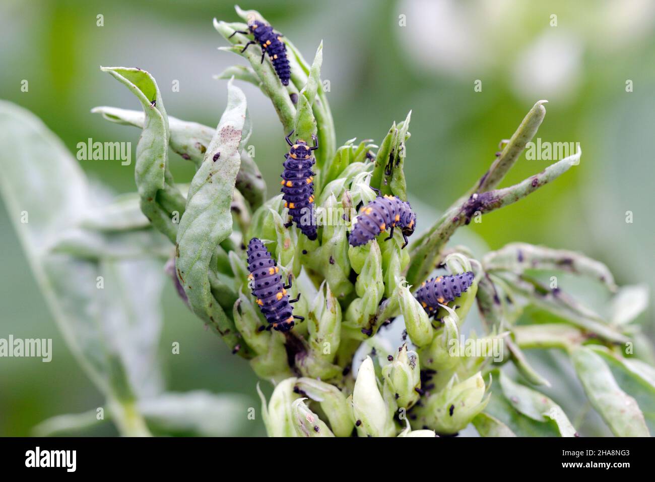 Die schwarzen Bohnenaphiden, Aphisfabae, auf Faba-Bohnenpflanzen und ihrem natürlichen Feind - dem Marienkäfer mit sieben Flecken - Coccinella septempunctata. Stockfoto