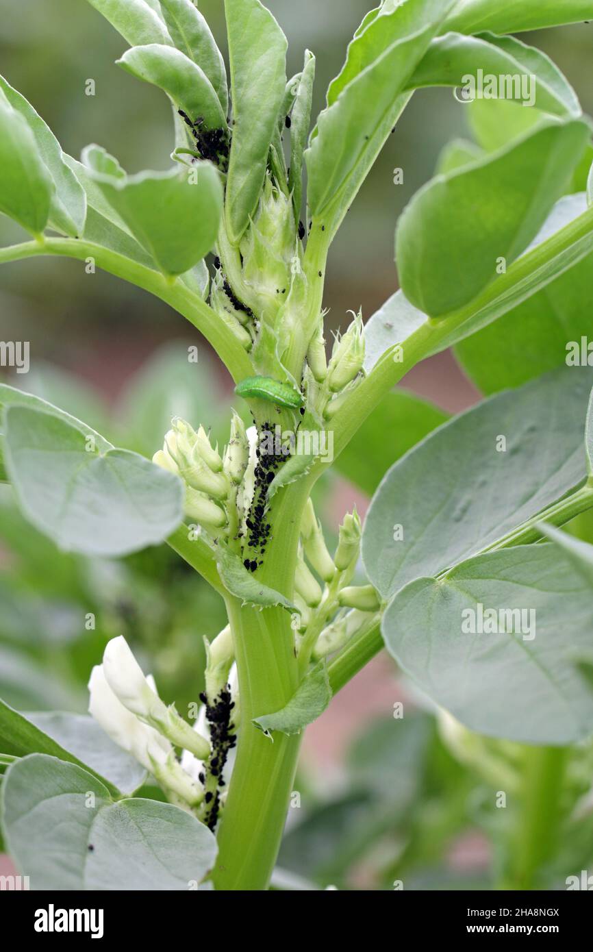 Die schwarzen Bohnenaphiden, Aphs fabae, auf Faba-Bohnenpflanzen und ihr natürlicher Feind, die Hoverfl-Larve. Stockfoto