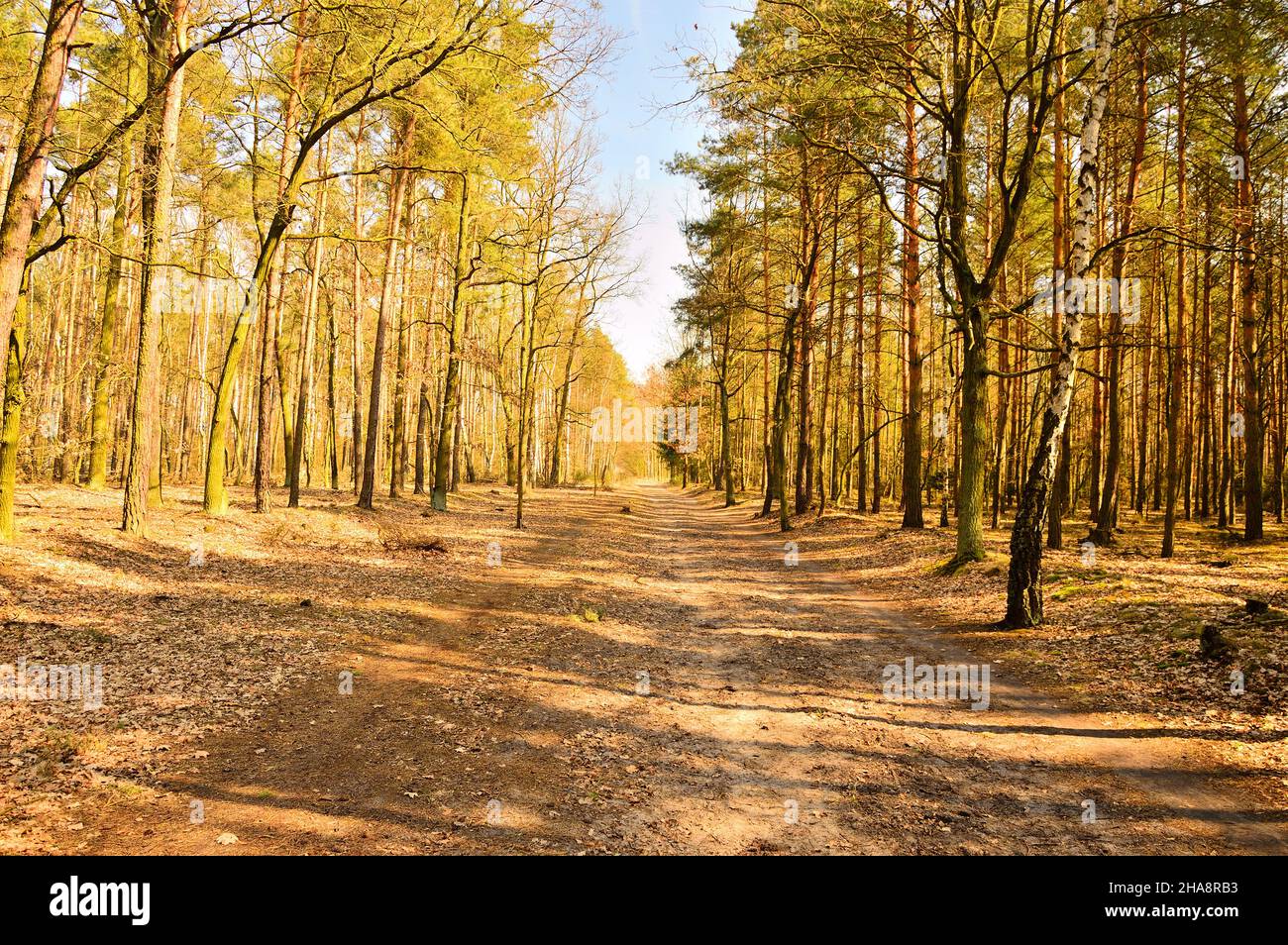 Ein ruhiger Wald an einem sonnigen Tag sorgt für Ruhe und Entspannung. Tag. Stockfoto