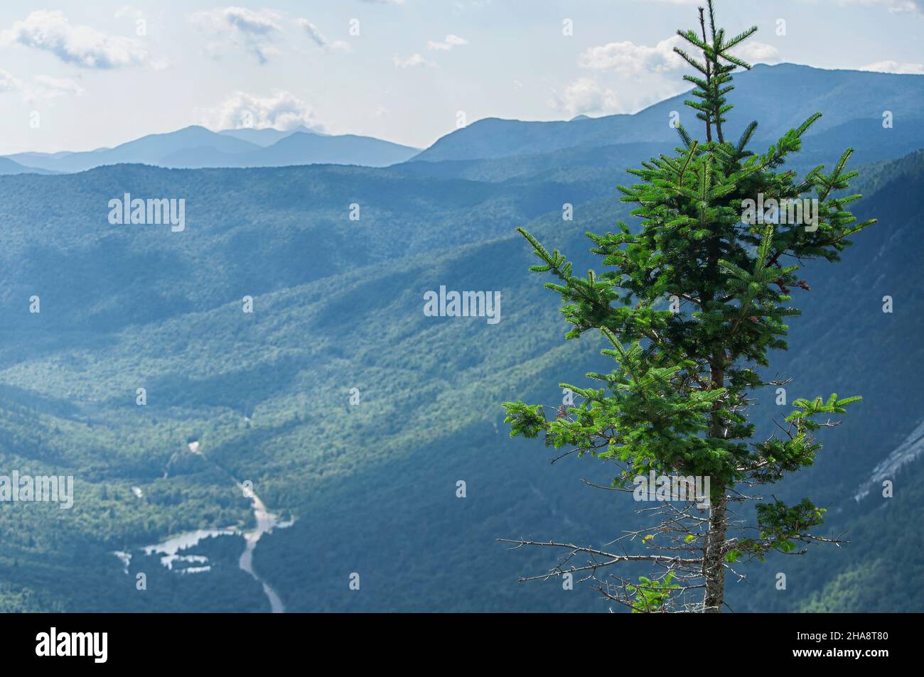 Eine einzelne Kiefer, die sich über den weißen Bergen in crawford Notch auf dem Gipfel des Mount willard in Bretton Woods, New Hampshire erhebt Stockfoto