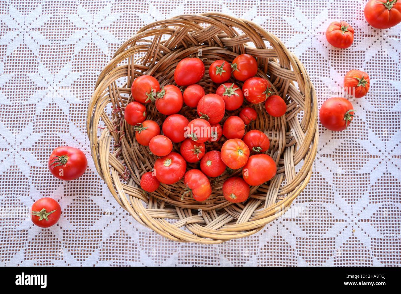 Frisch gepflückte Tomaten erscheinen in einem Korb aus Korb aus Korb. Der  Korb und andere Tomaten stehen auf einem weißen Schnürdeckel. Das Foto ist  Nahaufnahme und t Stockfotografie - Alamy