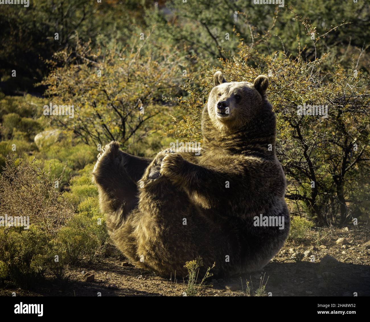 Nahaufnahme eines ostsibirischen Braunbären Stockfoto