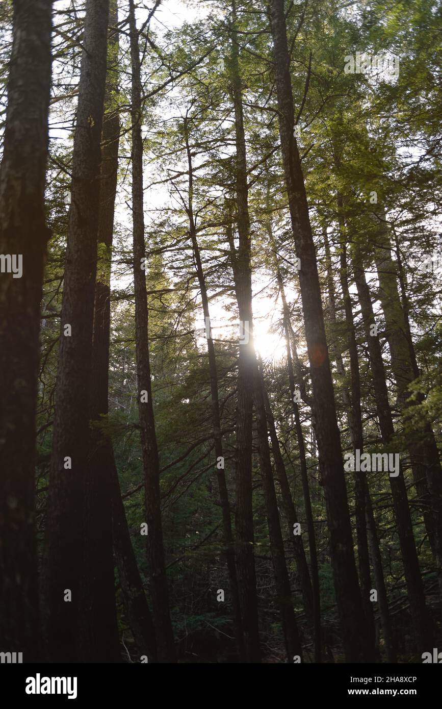 Die Sonne geht durch die Bäume in den Wäldern rund um Diana's Baths in New Hampshire. Stockfoto