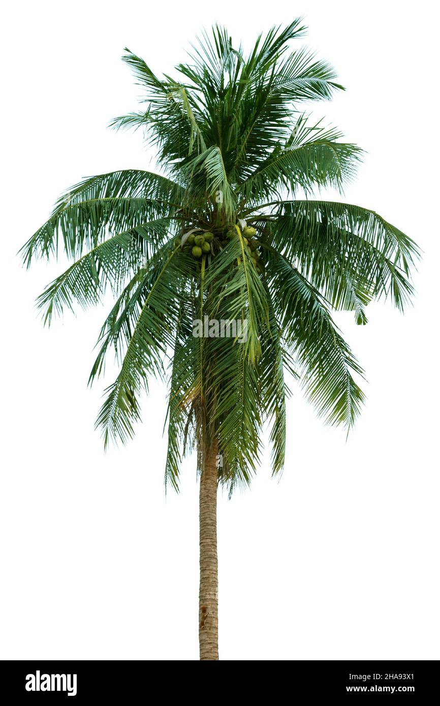 Krone einer hohen Palme aus Kokosnuss isoliert auf weißem Hintergrund Stockfoto