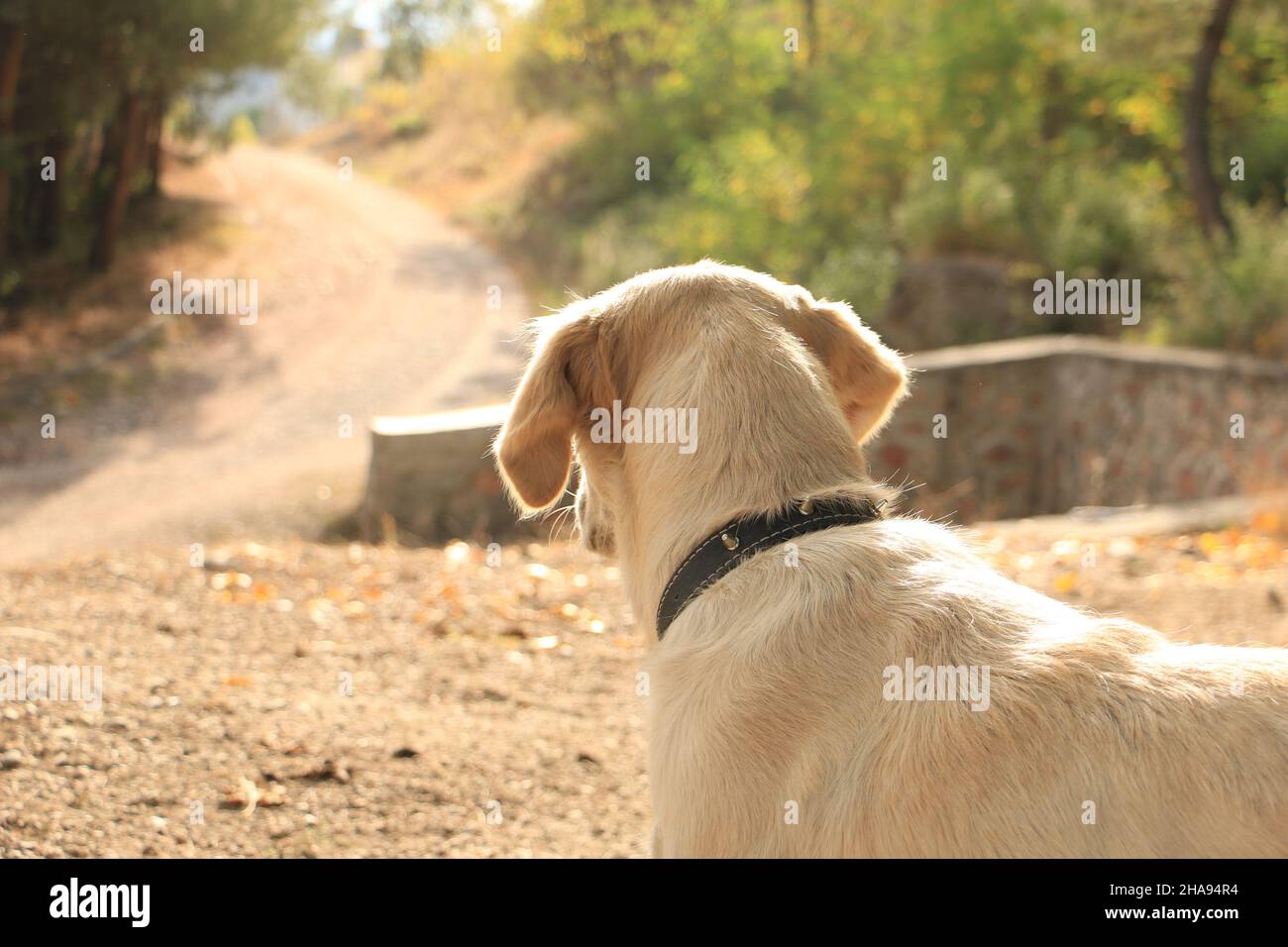 Hund, kleiner Hund, der die Straße beobachtet. Bewacht das Gebiet. Stockfoto