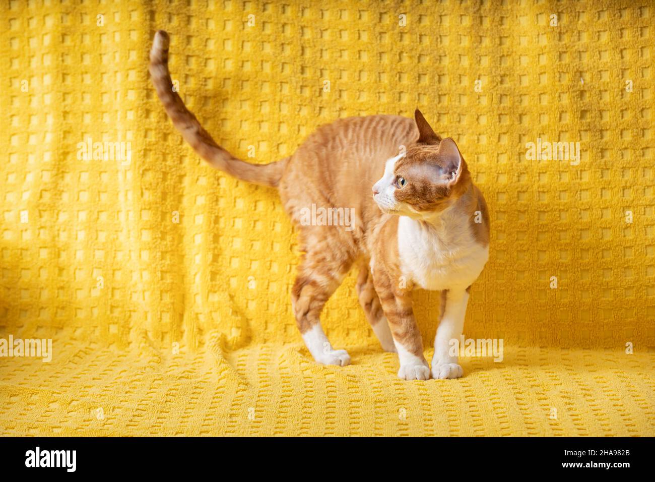 Red Devon Rex Katze Posiert Auf Plaid. Kurzhaarige Katze der englischen Rasse auf gelber Plaid Hintergrund. Kurzhaar-Haustier. Stockfoto