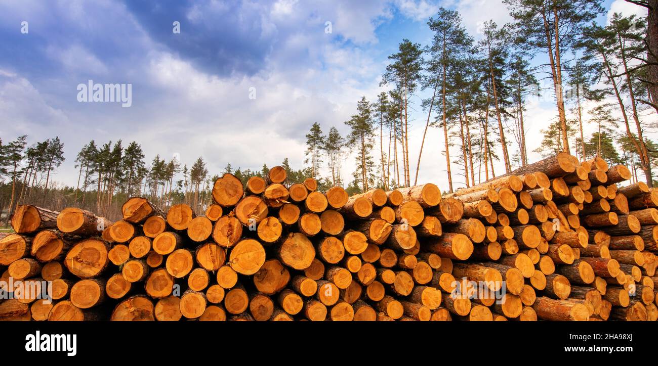 Ein Ort der frischen Entwaldung. Lange Kiefernstämme liegen auf dem Boden im Wald. Stockfoto