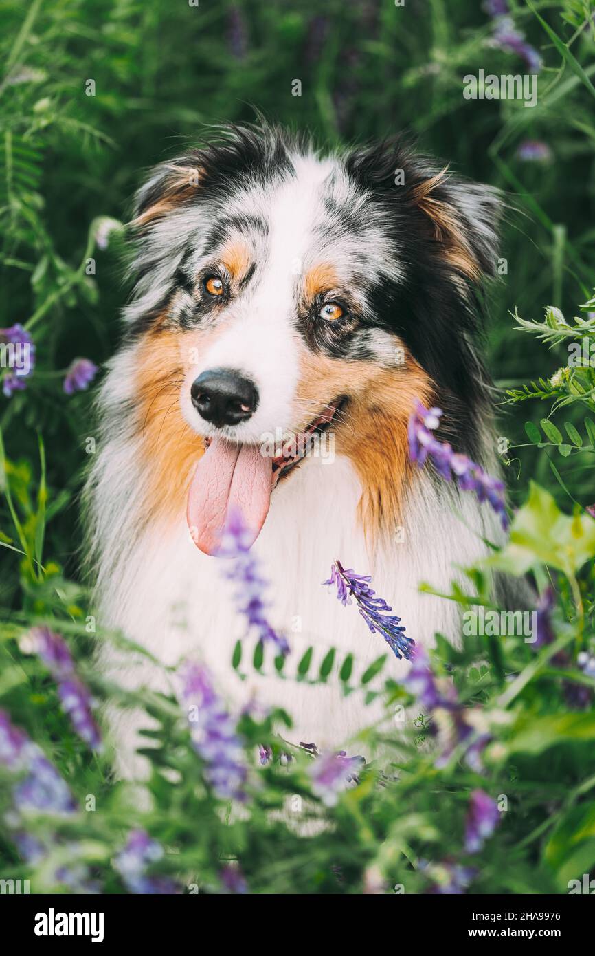 Lustige Rot Und Weiß Australischen Schäferhund Sitzt Im Grünen Gras Mit Lila Blühenden Blumen. Aussie ist EINE mittelgroße Hunderasse, die es war Stockfoto