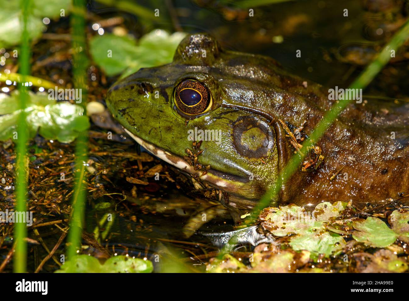 Amerikanischer Bullfrog (Lithobates catesbeianus), in Sumpf, wartet auf Beute Stockfoto