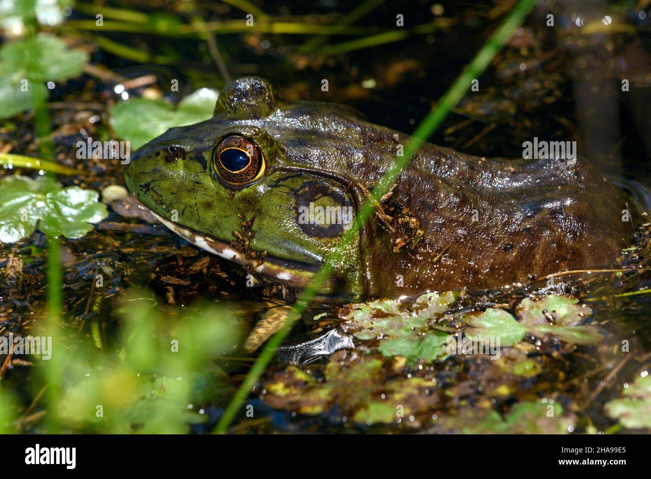 Amerikanischer Bullfrog (Lithobates catesbeianus), in Sumpf, wartet auf Beute Stockfoto
