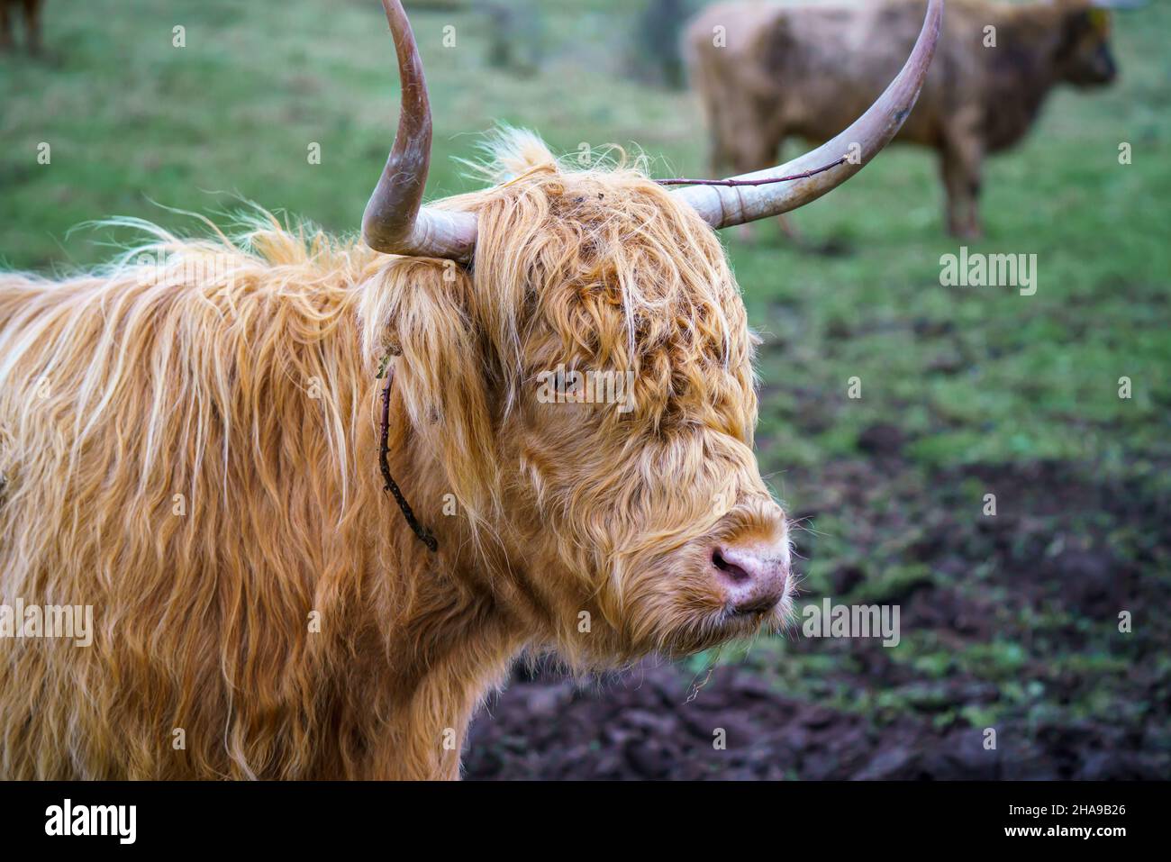 Eine rote schottische Hochlandkuh (Bò Ghàidhealach; Hielan coo) mit vollen Hörnern Stockfoto