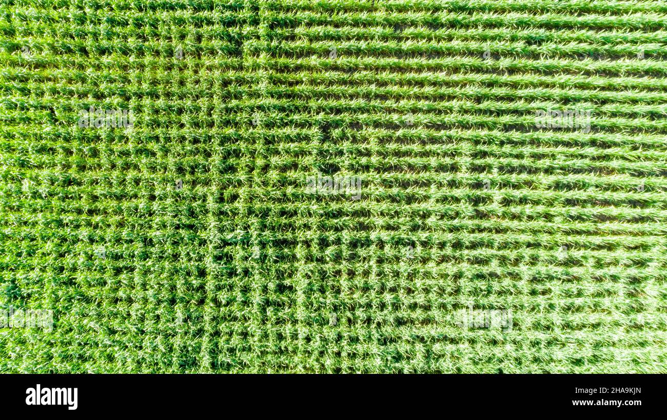 Maisfeld in der Luftaufnahme von oben nach unten als Raster von wachsenden Pflanzen eng abgeschnitten. Stockfoto