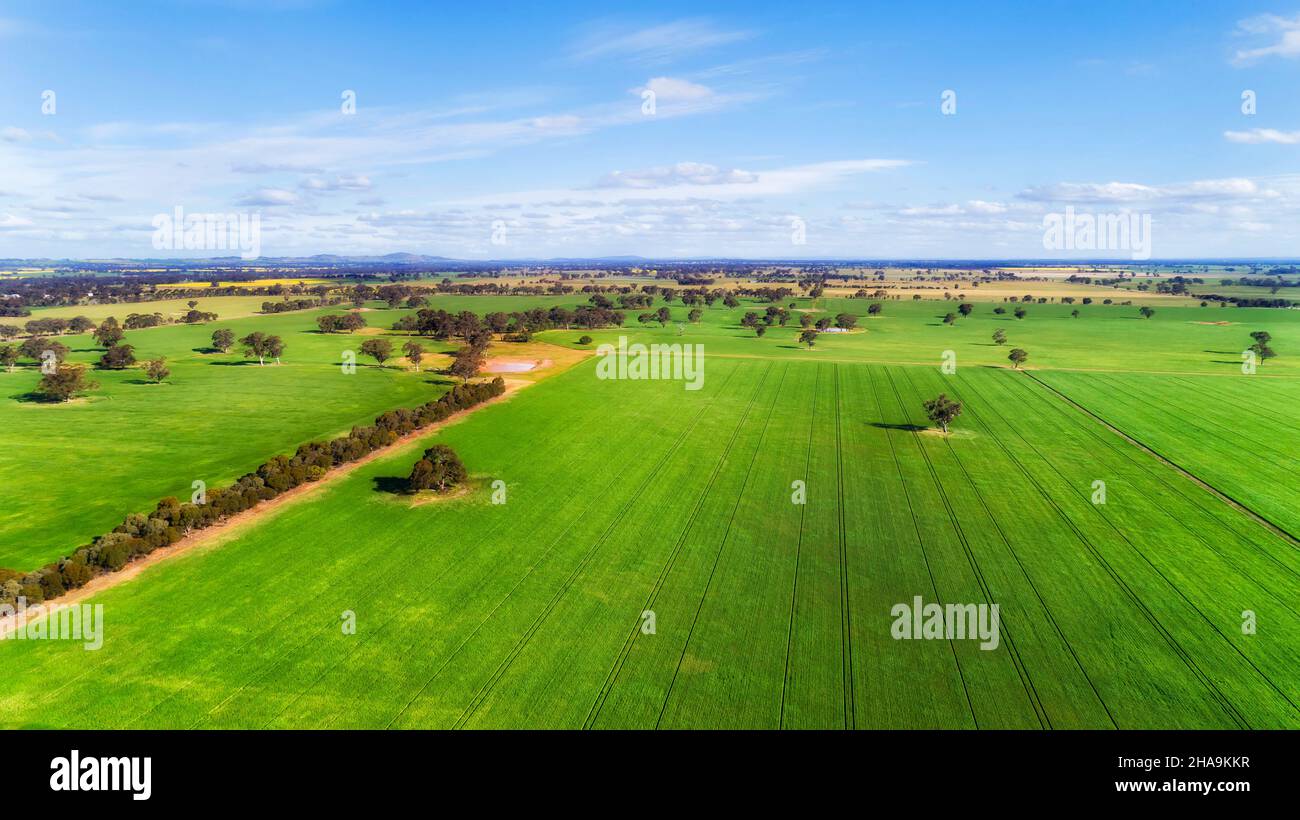 Hoch über endlos grün kultivierte Landwirtschaft Maisfelder des Staates Victoria in Australien. Stockfoto