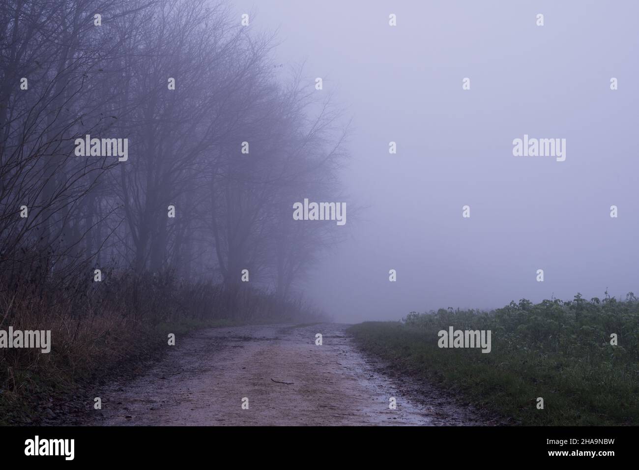 Ein Weg in die englische Landschaft. An einem atmosphärischen, nebligen Wintertag. Cotswolds. VEREINIGTES KÖNIGREICH Stockfoto