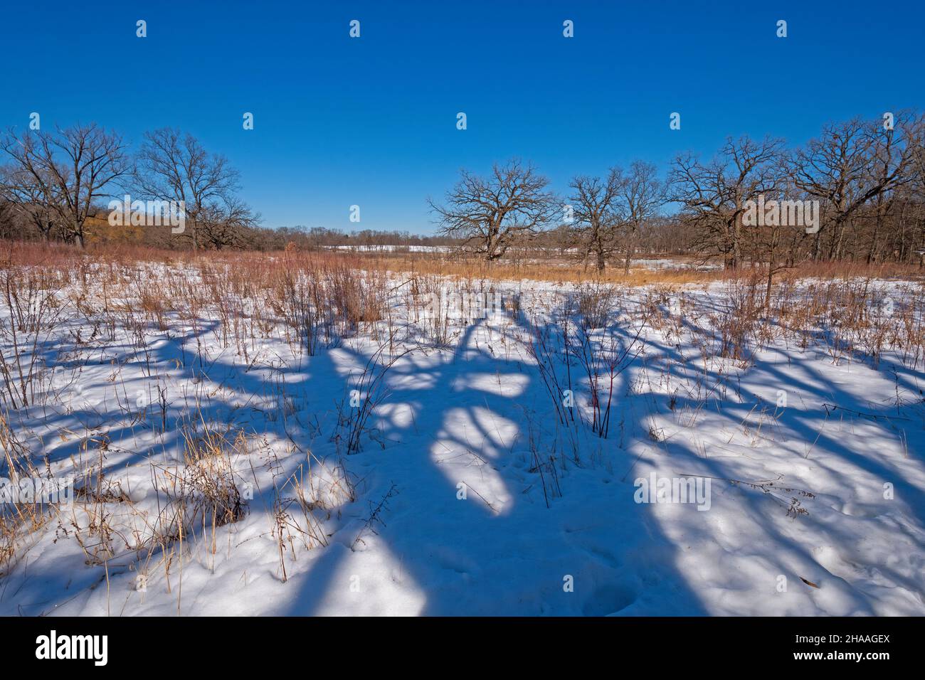 Baumschatten in einer Winterlandschaft im Crabtree Nature Preserve in Illinois Stockfoto