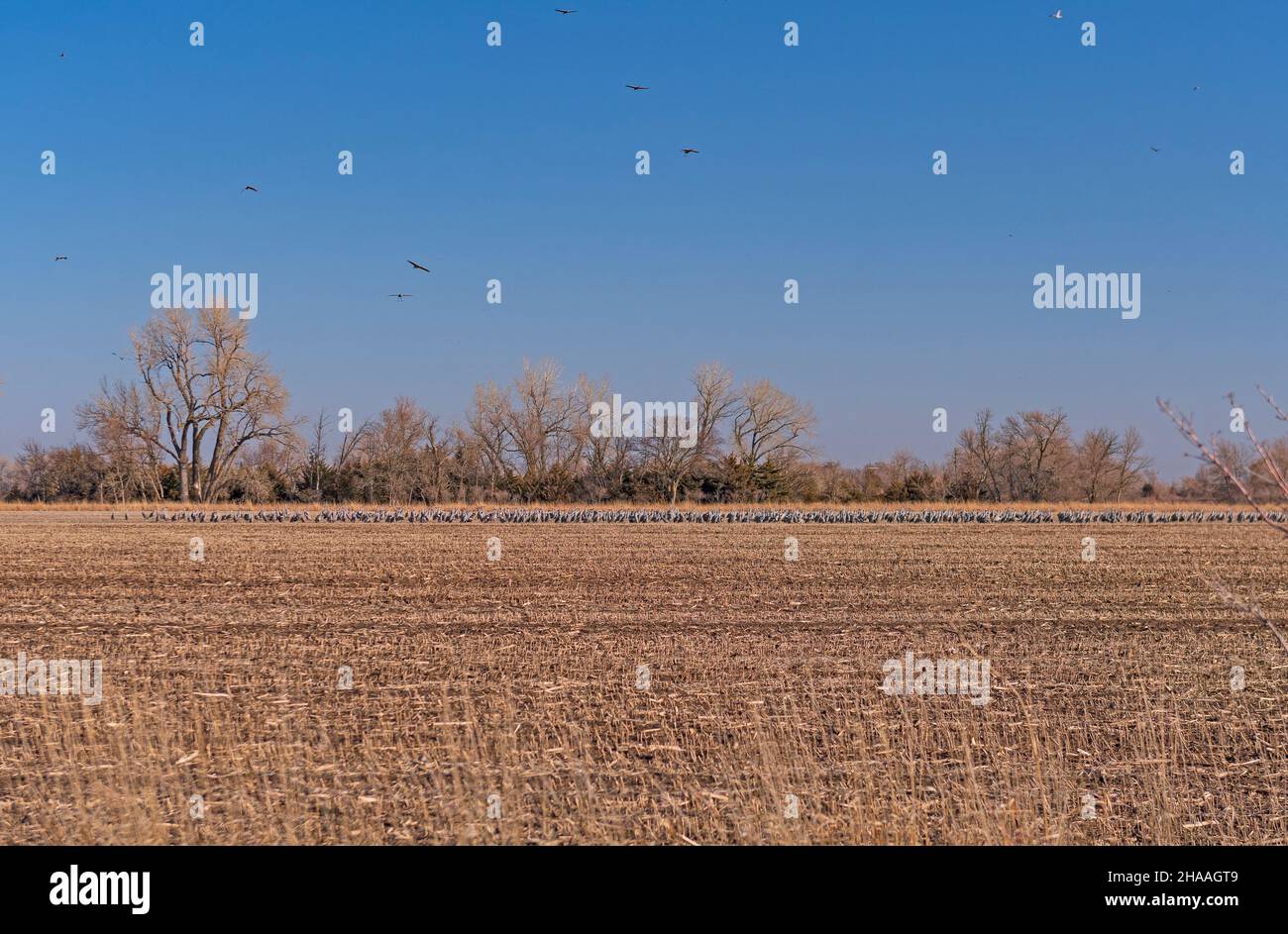 Große Gruppe von Kranichen, die während der Migration in der Nähe von Kearney, Nebraska, auf Ackerland ruhen Stockfoto
