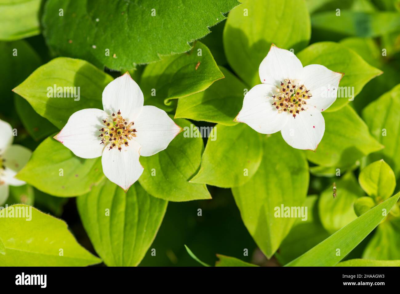 Bunchberry Dogwood in Bloom im Thompsons Harbor State Park in Michigan Stockfoto
