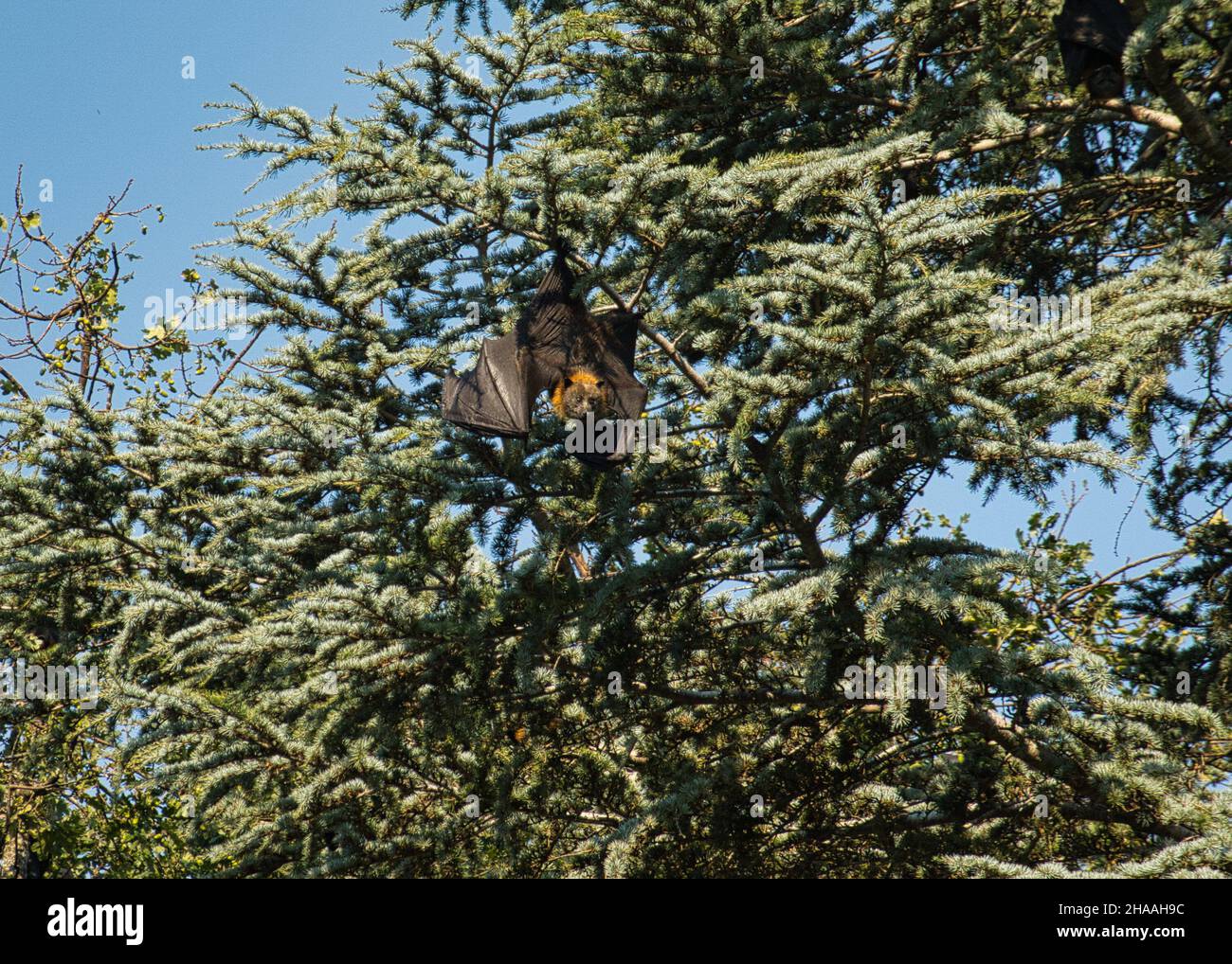 Ein Graukopf-Flying Fox, der in Australien in einem Baum ruht Stockfoto