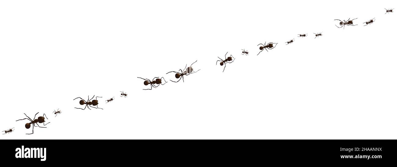 Schwarze Ameisenspur. Arbeiten Insekt Kurve Gruppe Silhouetten isoliert auf weißem Hintergrund. Vektorgrafik. Stock Vektor