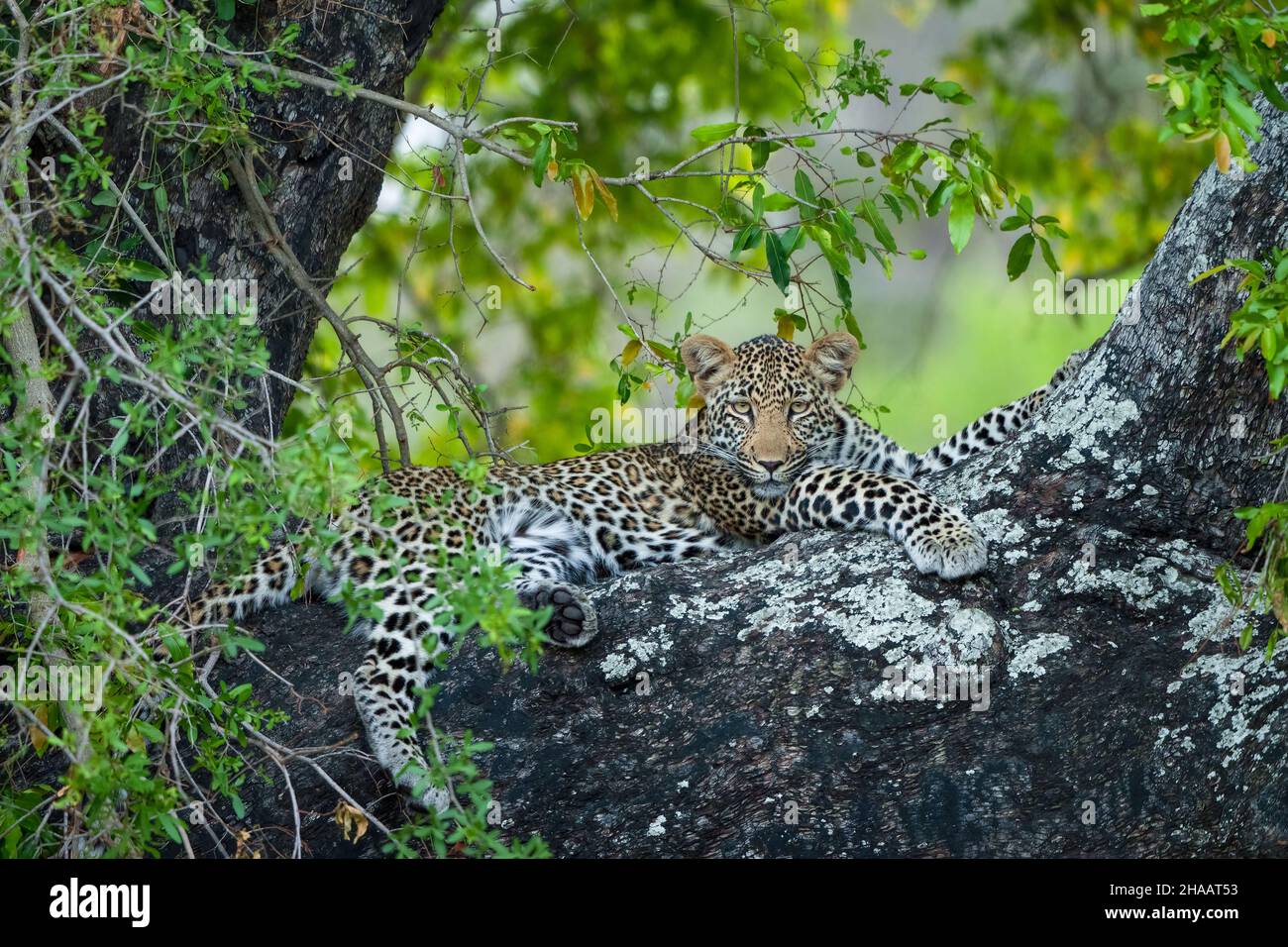 Leopard (Panthera Pardus) Weibchen in einem afrikanischen Ebenholz- oder Schakalbeerbaum (Diospyros mespiliformis). Südafrika. Stockfoto
